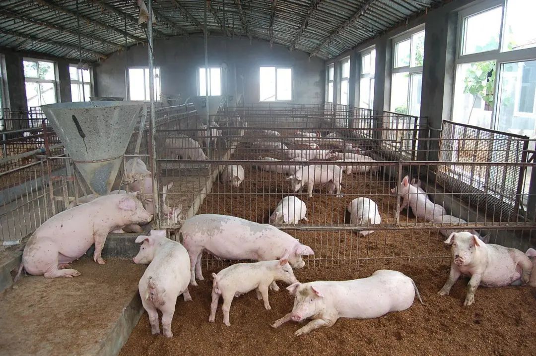 動物無害化處理廠，惡臭異味危害大，<a href='/' style='color: blue;' target='_blank'>工業(yè)除臭劑</a>起作用！.jpg