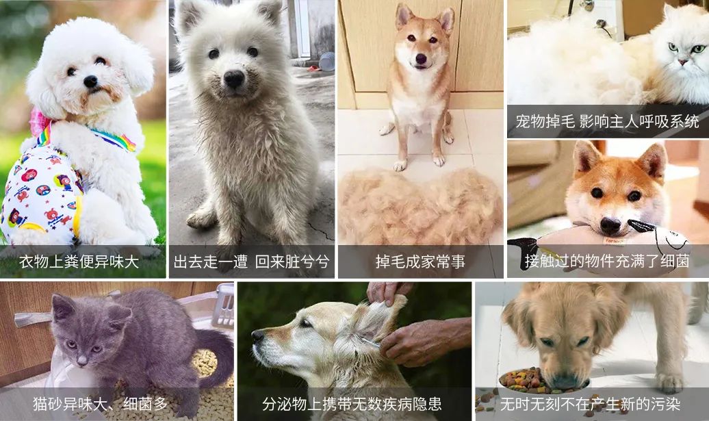 寵物氣味彌漫整個屋子，潔匠凈化教您如何除味.jpg